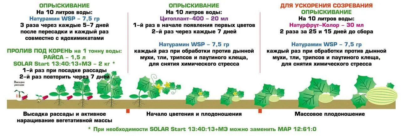 Сроки посадки огурцов в. Подкормки огурцов в открытом грунте по фазам развития таблица. таблица подкормки огурца в теплице. таблица подкормки огурцов в открытом грунте. схема удобрения огурцов в открытом грунте.