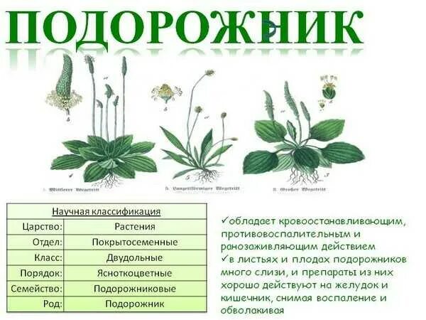 Тип растения подорожник. Систематика растения подорожник. классификация подорожника большого. подорожник большой систематика. классификация растений подорожник большой.