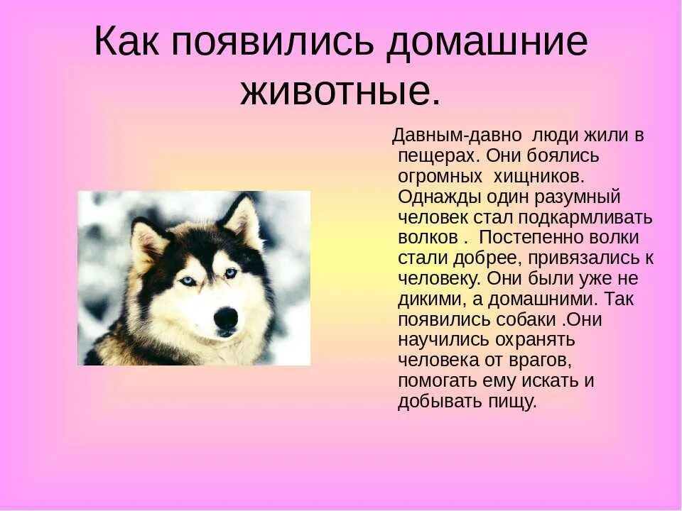 Легенды о животных 2 класс окружающий мир. Рассказ об тамошних животных. Рассказ о домашних животных. Истории про животных. Доклад о домашних животных.