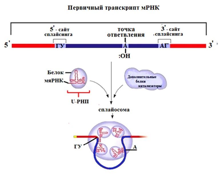 Матричная рнк мрнк. Матричная рнк мрнк
