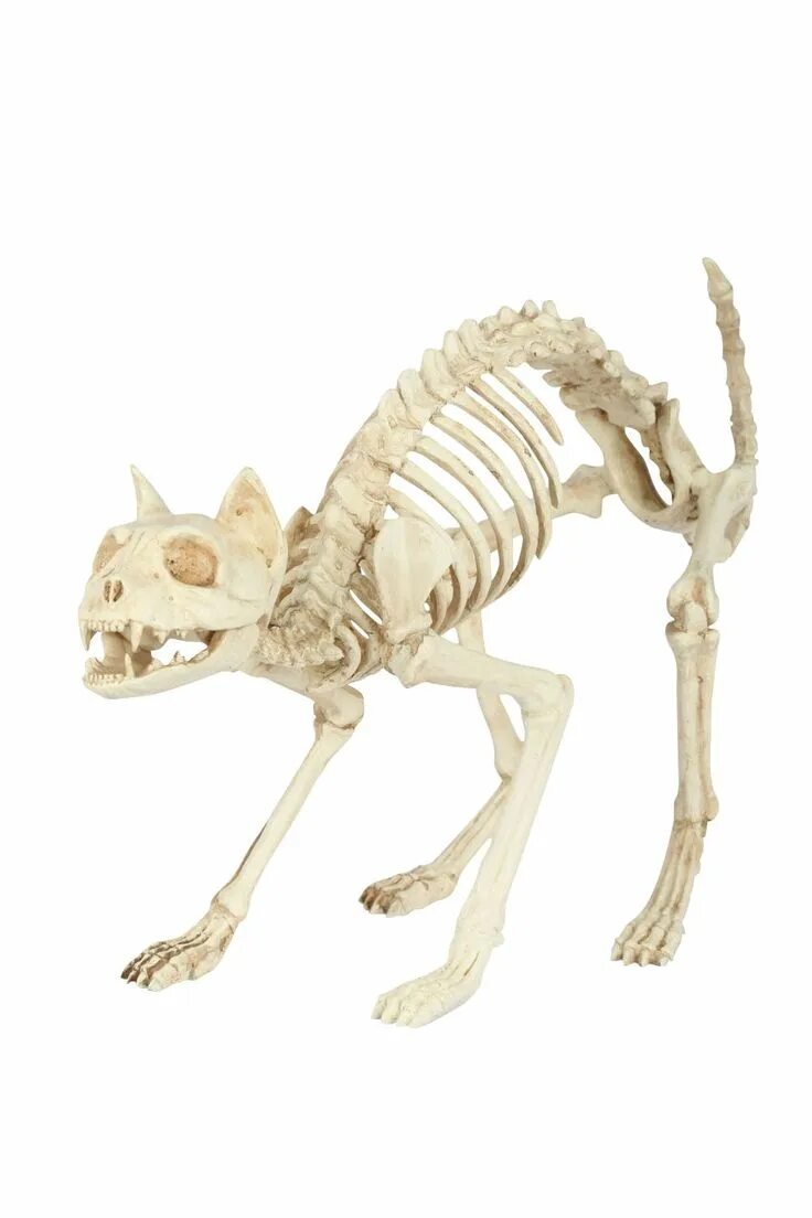 Bone bone cat