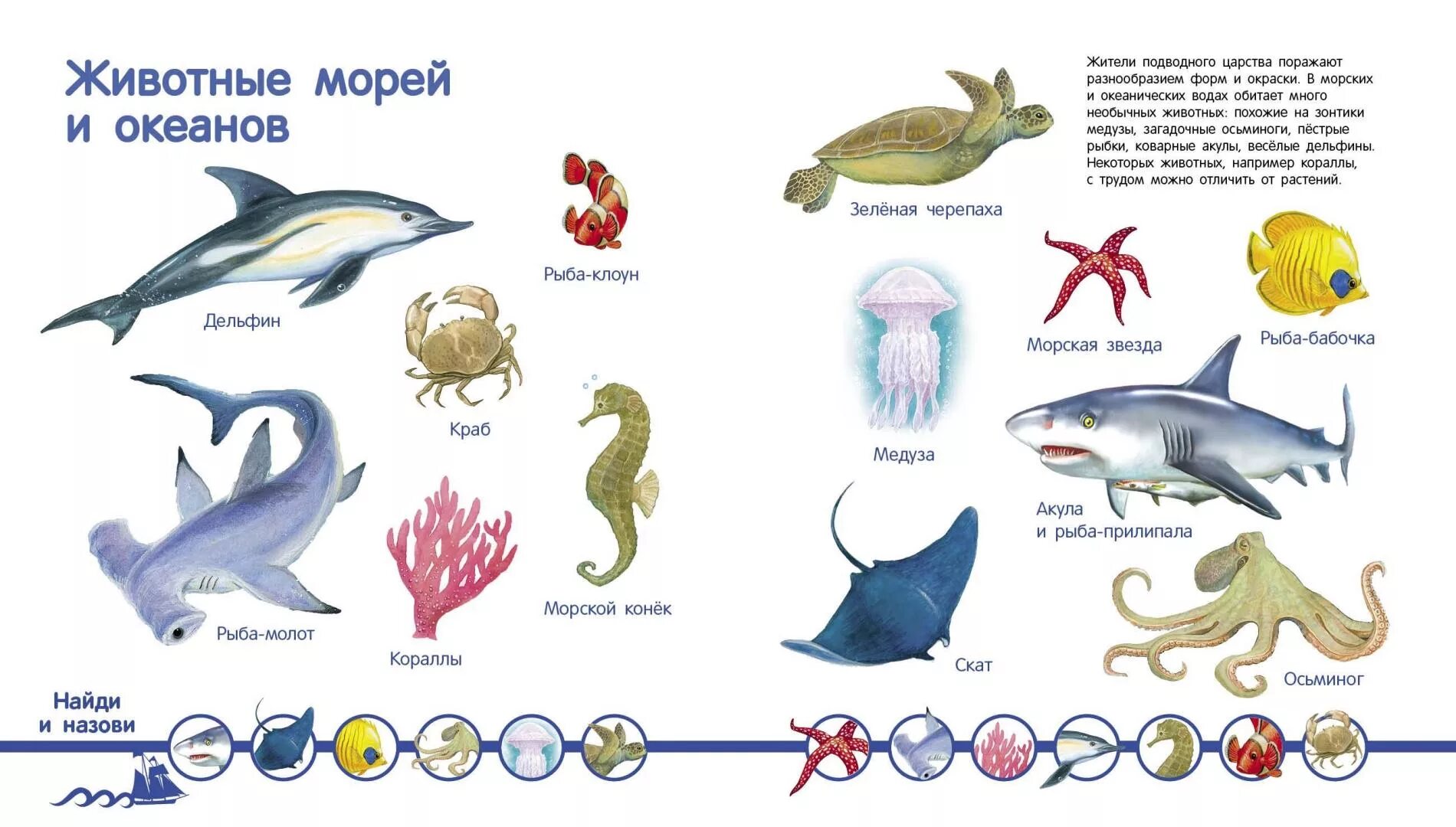 Обитатели моря. Животные морей и океанов для детей. Обитатели моря для детей. Морские обитатели с названиями для детей. Животные морях для детей