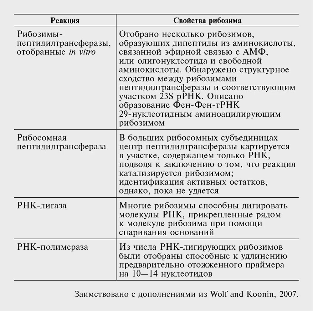 Абзимы и рибозимы свойства и особенности. Рибозимы функции. рибозимы рнк. абзимы и рибозимы их свойства и особенности биохимия. синтетические рибозимы.