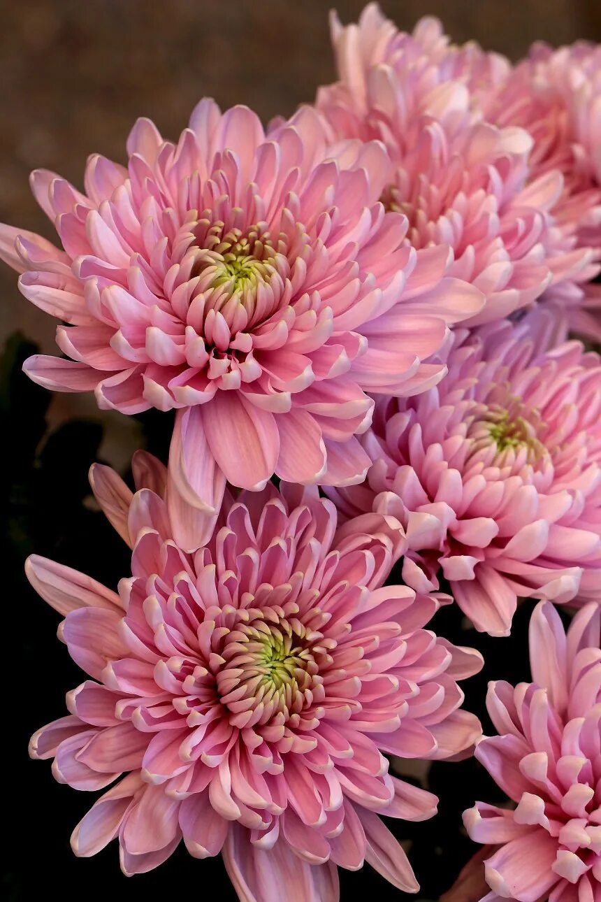 Хризантема розовый фламинго. Хризантема георгиновидная. хризантема pastella pink. хризантема этна. хризантема миора пинк.