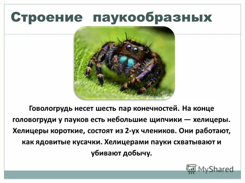 Сообщение о паукообразных 8 класс. Сообщение о паукообразных 8 класс. Доклад о пауках. Паук крестовик характеристика. Сообщение о паукообразных 8 класс.