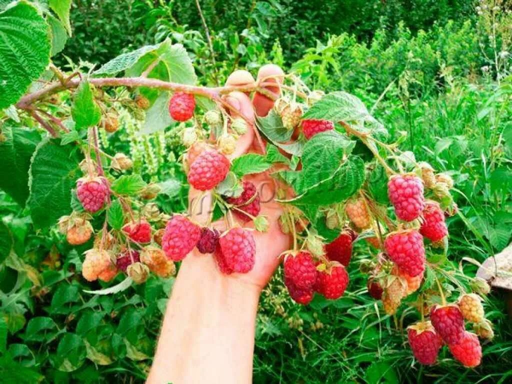 Малина ремонтантная геракл. Малина сорт карамелька. Грядки для ремонтантной малины. Малина ремонтантная евразия. Малина ремонтантная малиновая гряда.