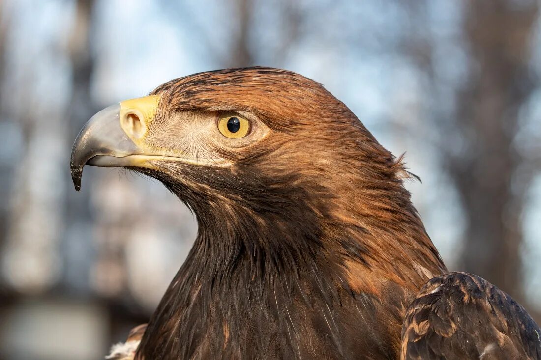 Императорский орел. Императорский орел. Императорский орел могильник. Могильник птица орлы. Орел-могильник (aquila heliaca.