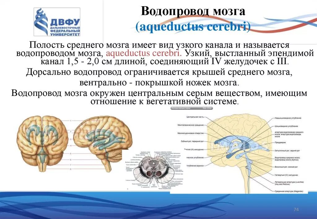 Средний мозг желудочек