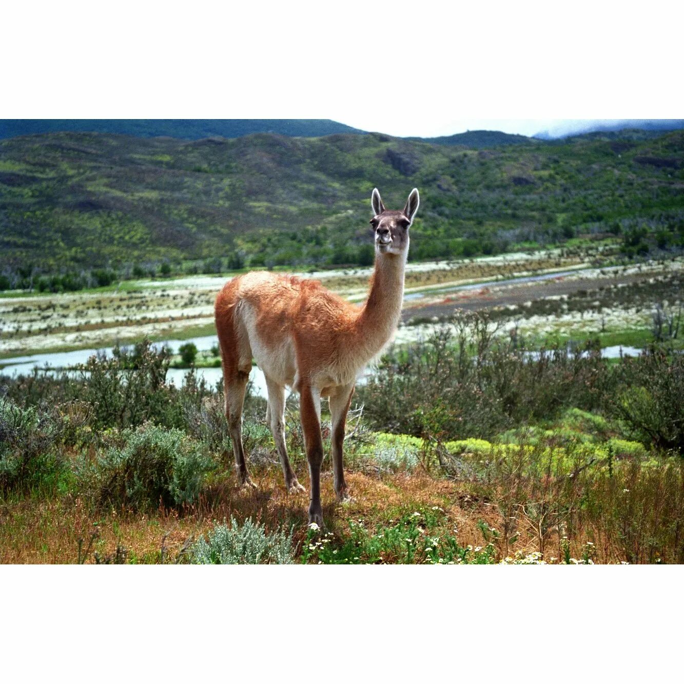 Animal latin. Лама гуанако. Гуанако в Южной Америке. Альпака гуанако Викунья. Лама гуанако в Южной Америке.