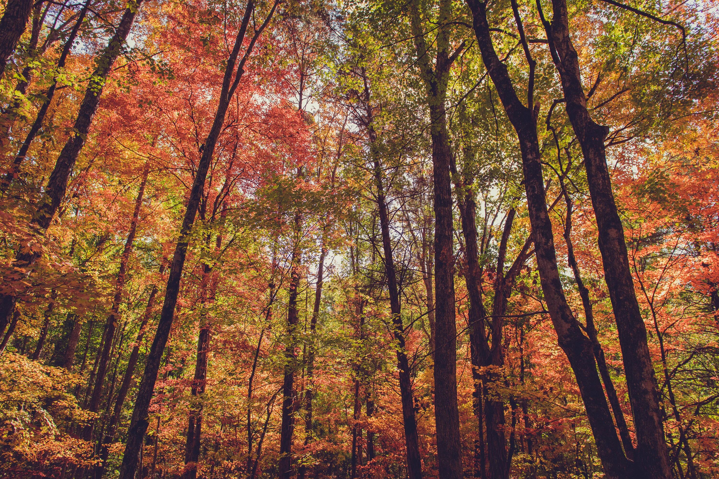 Natural fall. Широколиственные леса клен. Листопадные леса умеренной зоны. Широколиственные леса Северной Америки. Смешанных и широколиственных лесов осень.
