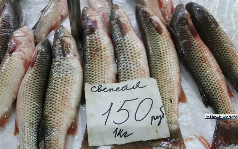 реальная рыбалка керченская сельдь