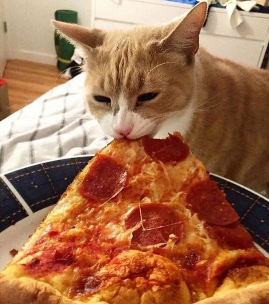 Вкусно ели. Кот с пиццей. Кот ест пиццу. Кот ворует пиццу. Котенок с пиццей.