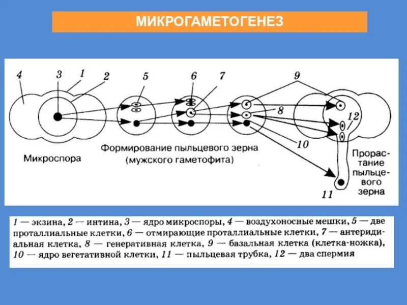 Генеративная клетка набор. Микрогаметогенез. Микрогаметогенез покрытосеменных. Микроспорогенез у покрытосеменных растений. Микрогаметогенез и макрогаметогенез.