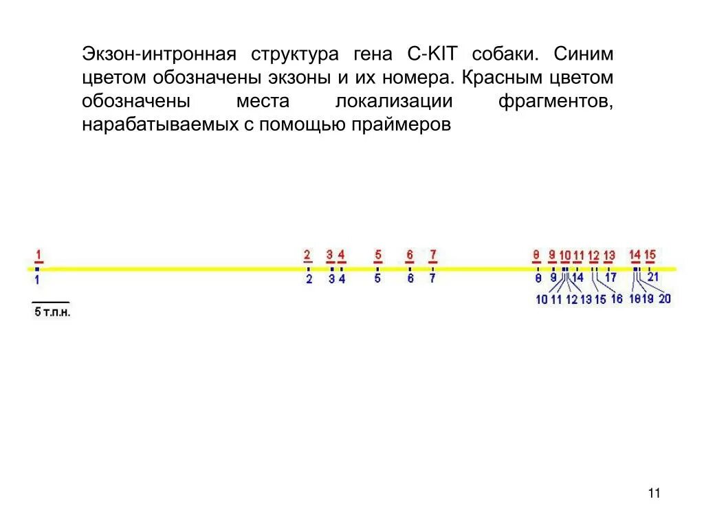 Экзон рф ответы. Экзон-интронная организация Гена. Экзон-интронная структура. Экзон интронное строение Гена. Экзонно интронная организация генов это.