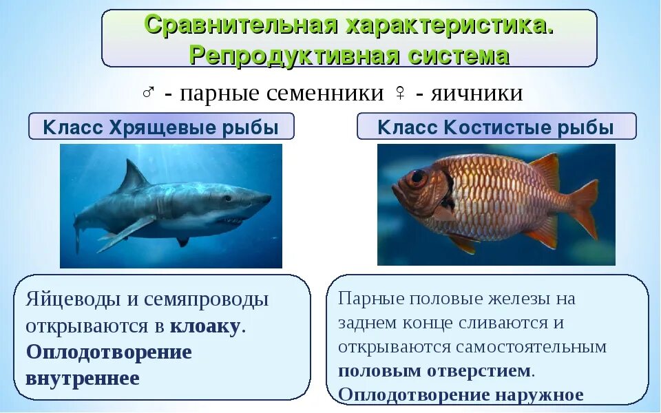 Характеристика классов рыб таблица. Характеристика класса костные рыбы. Характеристика класса хрящевые рыбы. Надкласс рыбы общая характеристика. Класс хрящевые и костные рыбы.