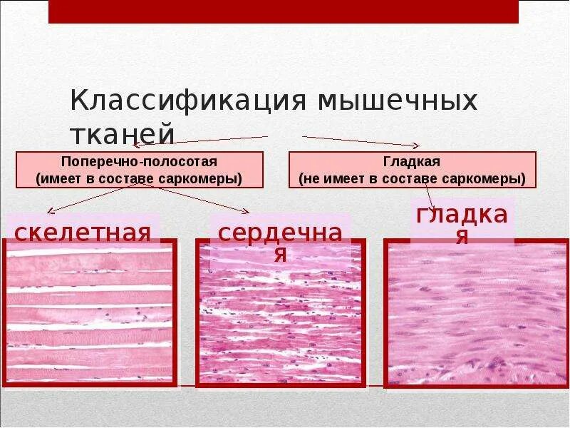 Мышечная ткань характеризуется. Мышечная ткань функции строения и классификация. Классификация мышечной ткани гистология. Схема классификации видов мышечной ткани. Гладкая и поперечно полосатая мышечная ткань таблица.