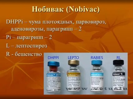 Dhppi