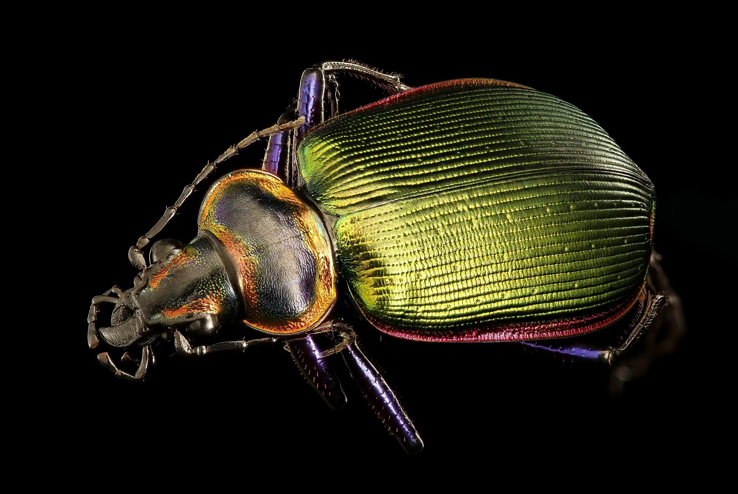 Жук сайт производителя. Жук жужелица. Calosoma Scrutator. Жук скарабей насекомое. Листовидная жужелица.