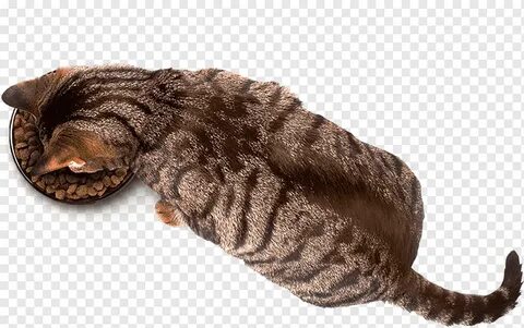 Кошка вид сверху