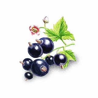 Альбом смородина