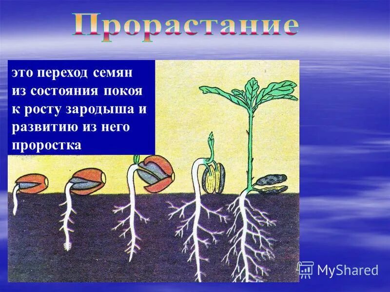 Прорастание семян огурца схема. Растения с корнями и плодами для детей. Зародышевый побег семени. Стадии семян прорастания прорастания фасоли. Семена фасоли прорастание семян этапы.
