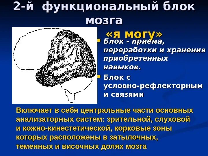 Функциональные блоки головного мозга. Функциональные блоки мозга лурия. лурия второй функциональный блок головного мозга. три функциональных блока мозга по лурии. функции 3 блока мозга по лурия.