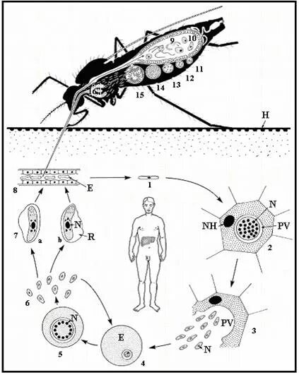 Как происходит заражение человека малярийным плазмодием. Жизненный цикл малярийного плазмодия. Жизненный цикл малярийного плазмодия схема. Цикл малярийного плазмодия схема. Цикл развития малярийного плазмодия.