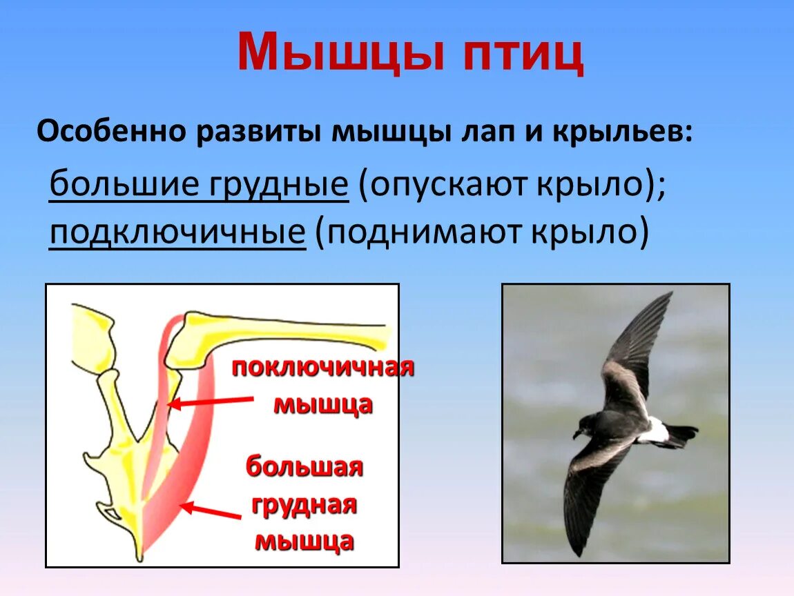 Каковы особенности мускулатуры птиц. Строение мышц птицы. Мышечное строение птицы. Мускулатура птиц. Класс птицы мускулатура.