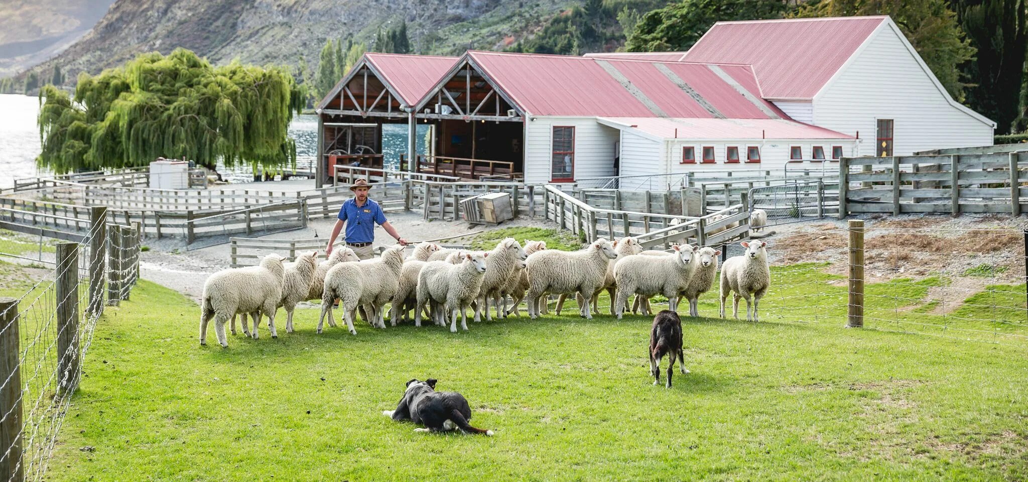 Промышленность новой зеландии. Новая Зеландия агрокультура. Новая Зеландия фермерство. Новая Зеландия ферма. Ферма альпак Архыз.