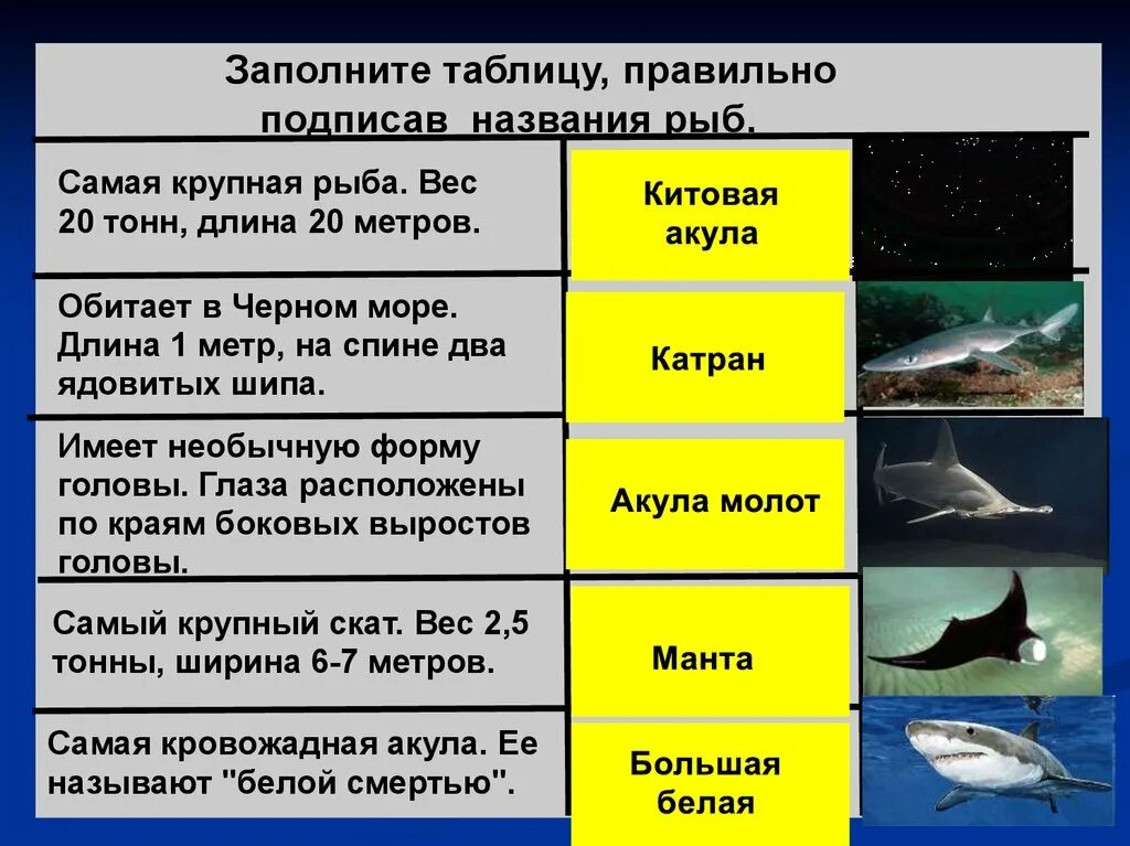 3 признака хрящевых рыб. Хрящевые рыбы названия. Хрящевые рыбы названия рыб. Хрящевые рыбы обитают. Хрящевые рыбы таблица.