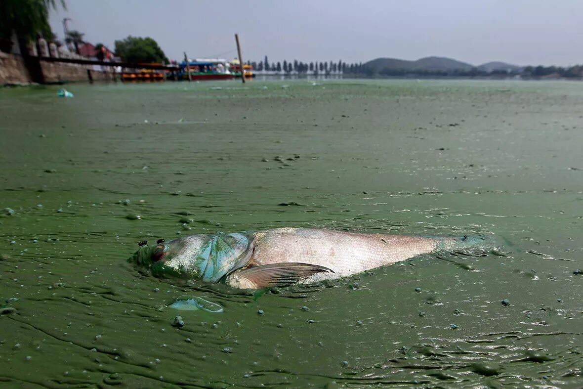 Загрязнение воды. Загрязнение водоемов. Загрязненные водоемы. Грязная вода. Загрязненные озера и реки