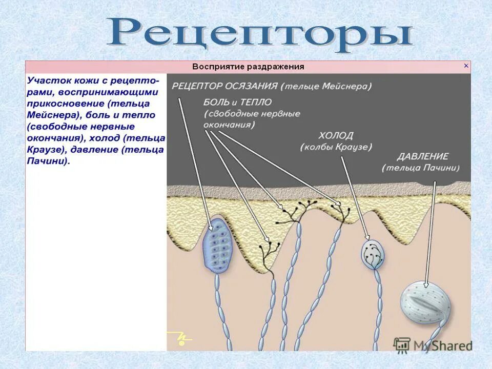 Нервное окончание нейрона называется. Нервные окончания рецепторы. Нервные окончания воспринимающие раздражения. Рецептор (нервная система). Преобразование раздражения в нервные импульсы.