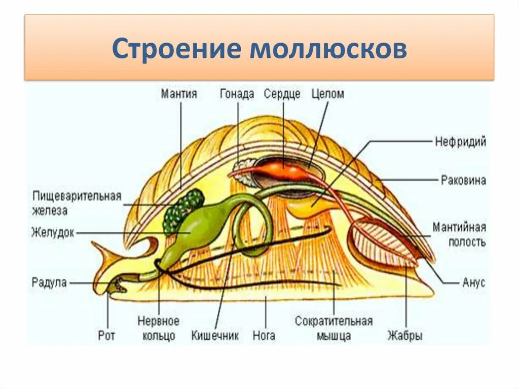 Органы размножения открываются в мантийную полость. Внутреннее строение моллюска 7 класс биология. Брюхоногие моллюски мантия. Моллюски строение мантия. Строение кишечника моллюсков.