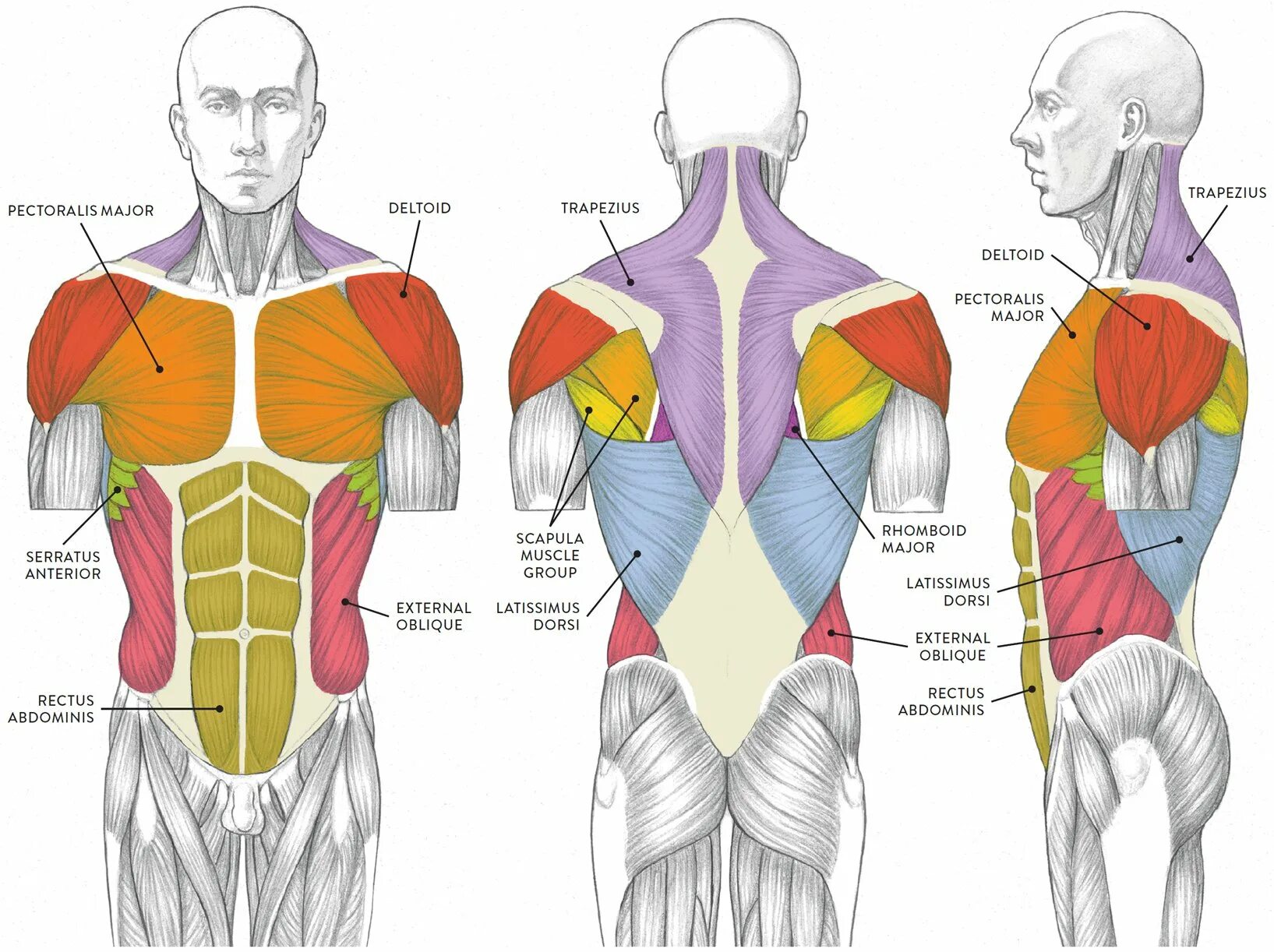 Мышцы торса человека анатомия. Мышцы торса спереди. Части поясницы