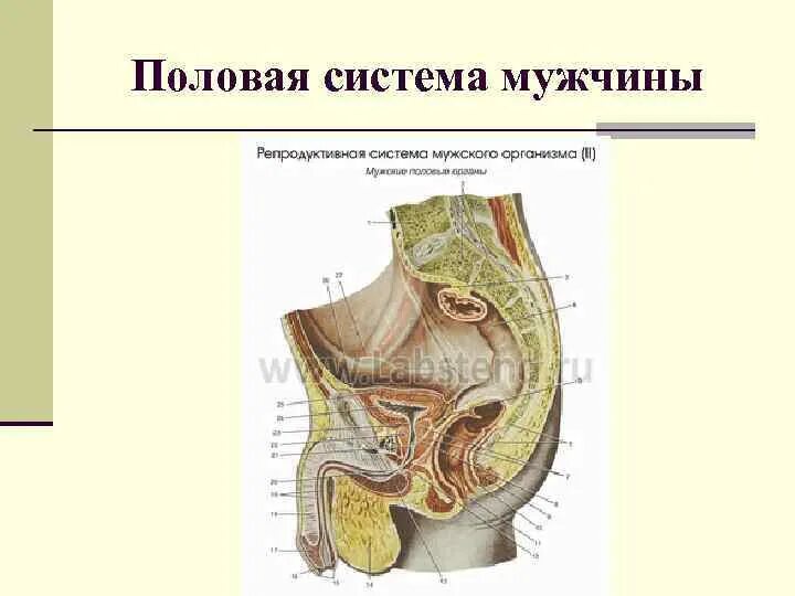 Половая система человека презентация. Репродуктивная система мужчины. Половая система человека. Половая система презентация. Общий план строения мужской репродуктивной системы.