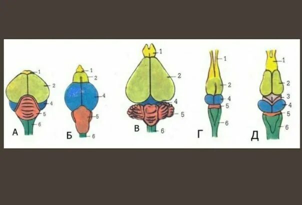 Эволюция мозга у позвоночных животных. Строение головного мозга позвоночных. Схемы строения головного мозга позвоночных животных. Эволюция головного мозга позвоночных схема. Эволюция головного мозга хордовых.