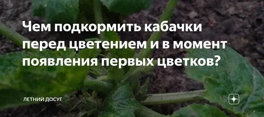 чем подкормить кабачки в открытом. подкормить кабачки в июне. подкормка кабачка. чем подкормить кабачки в открытом грунте для роста и плодоношения. подкормитьтрассаду кабачка.