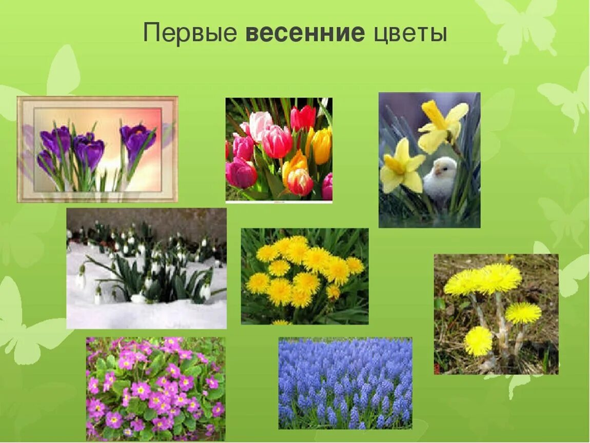 Весенние цветы тип связи