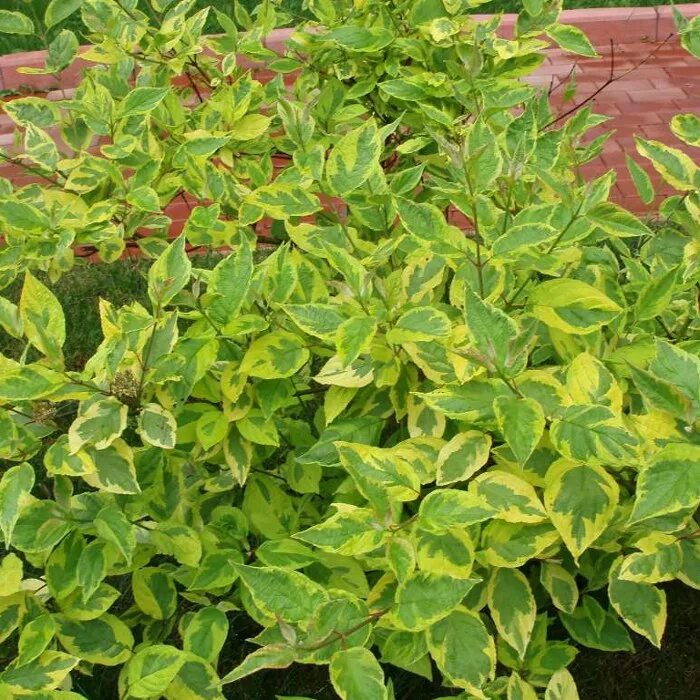 Дерен сибирика вариегата (sibirica variegata). Дерен сибирский вариегата. Дерен ширина. Дерен свидина. Дерен ширина.