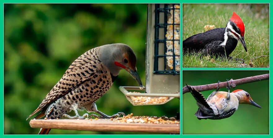 интересные факты о дятлах. интересные факты о дятеле. дятел интересные факты для детей. птица дятел описание. составить 4 предложения на тему дятел полезная птица.