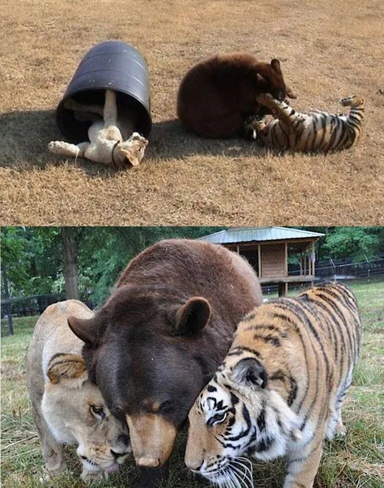 Тигр лев и медведь. Лев и тигр. Тигр и медведь. Лев тигр и медведь. Лев медведь и тигр Дружба.