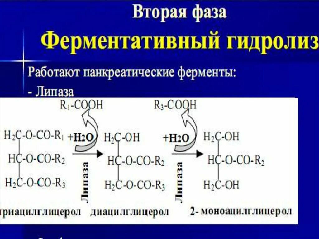 Ферментативный гидролиз жиров. Ферментативный гидролиз липидов. Ферментативный гидролиз жира. Ферментативное гидролиз диров.