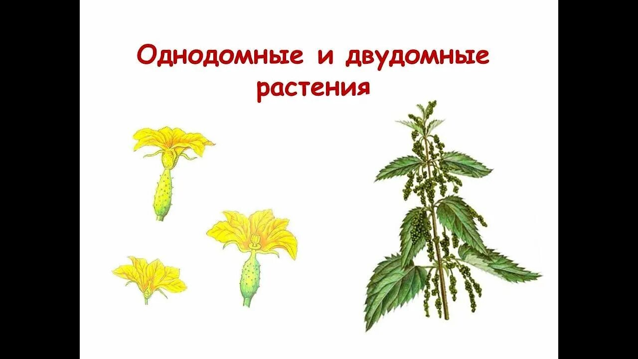 Крапива двудомная или однодомная