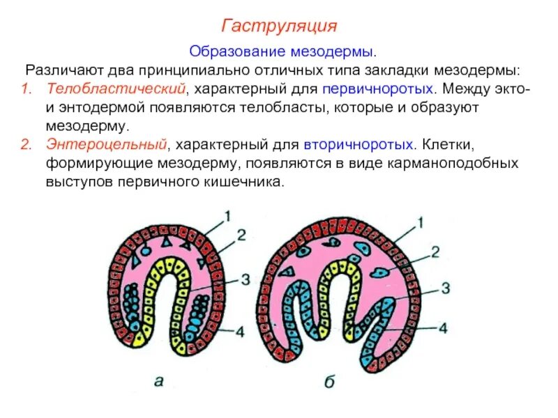 Закладка мезодермы. Гаструляция образование мезодермы. типы образования мезодермы. энтероцельный способ образования мезодермы. энтероцельный тип закладки мезодермы.