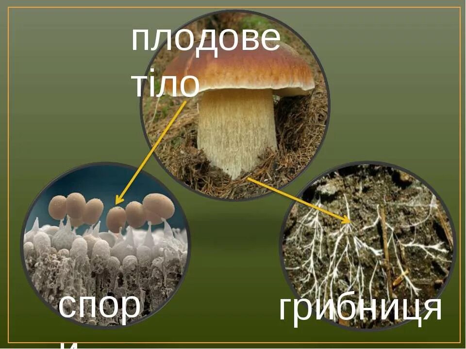 Споры грибов. Грибные споры. Мицелий и споры грибов. Грибная пора. Споры грибов служат для