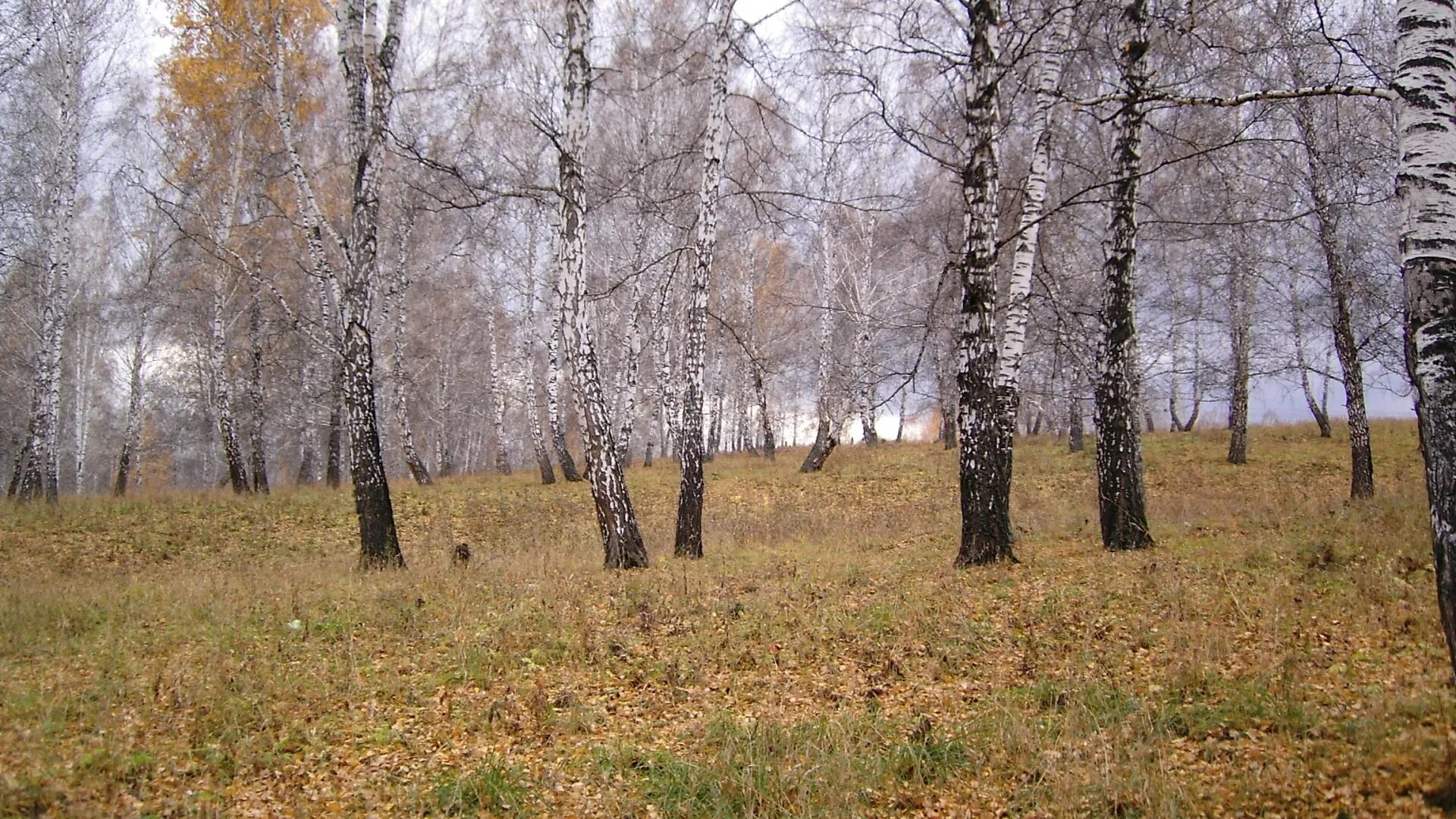 Предложения поздней осенью в лесу. Поздняя осень. Поздняя осень в лесу. Лес поздней осенью. Лес в ноябре.