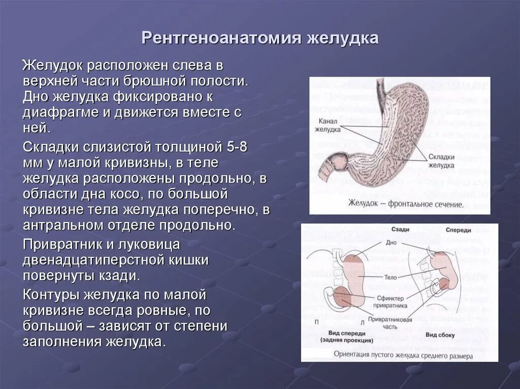 Кто такой привратник. Строение желудка привратник. Анатомия желудка рентген. Рентгеноанатомия желудка. Малая кривизна желудка.