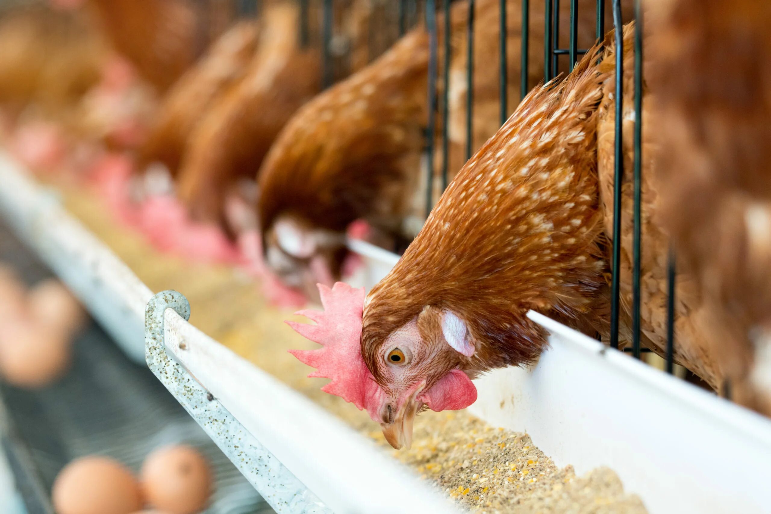 Курица и петух. Куры кудахчут. Птицеводство. Feeding poultry. Кормушка для бройлеров.