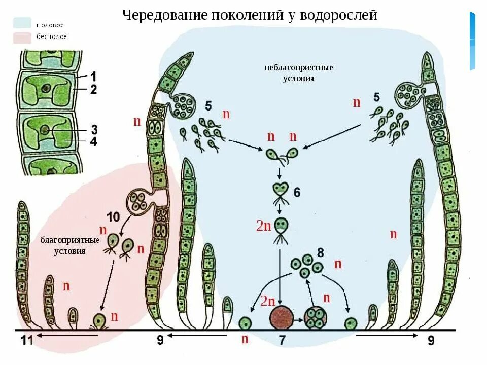 Цикл водоросли улотрикс. Цикл развития водоросли улотрикс. Жизненный цикл улотрикса схема. Улотрикс жизненный цикл схема. Что является спорофитом и гаметофитом улотрикса