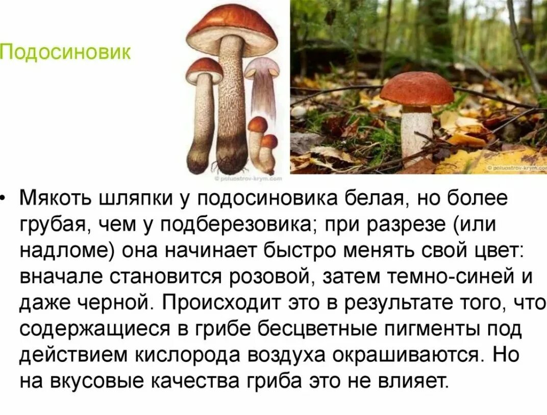 Почему подберезовик. Подосиновик гриб шляпка снизу. подберезовик шляпка снизу. подосиновик ложный описание. ложный подосиновик гриб.